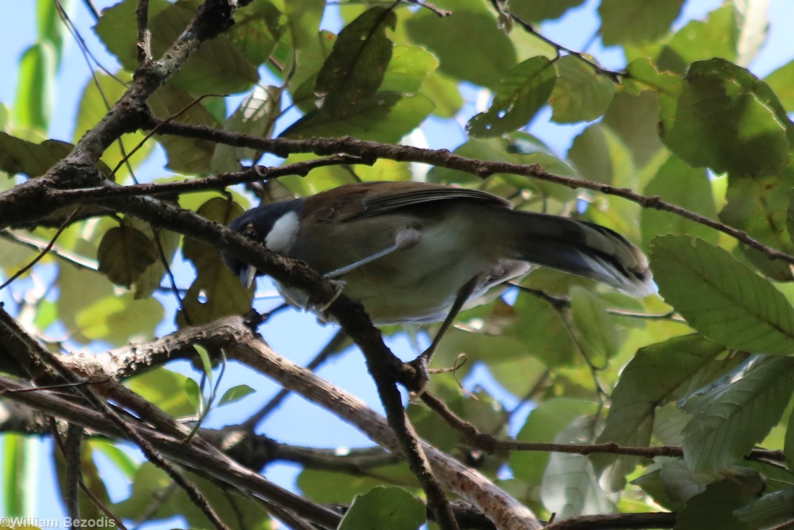 White-cheeked Laughingthrush - Da Tien