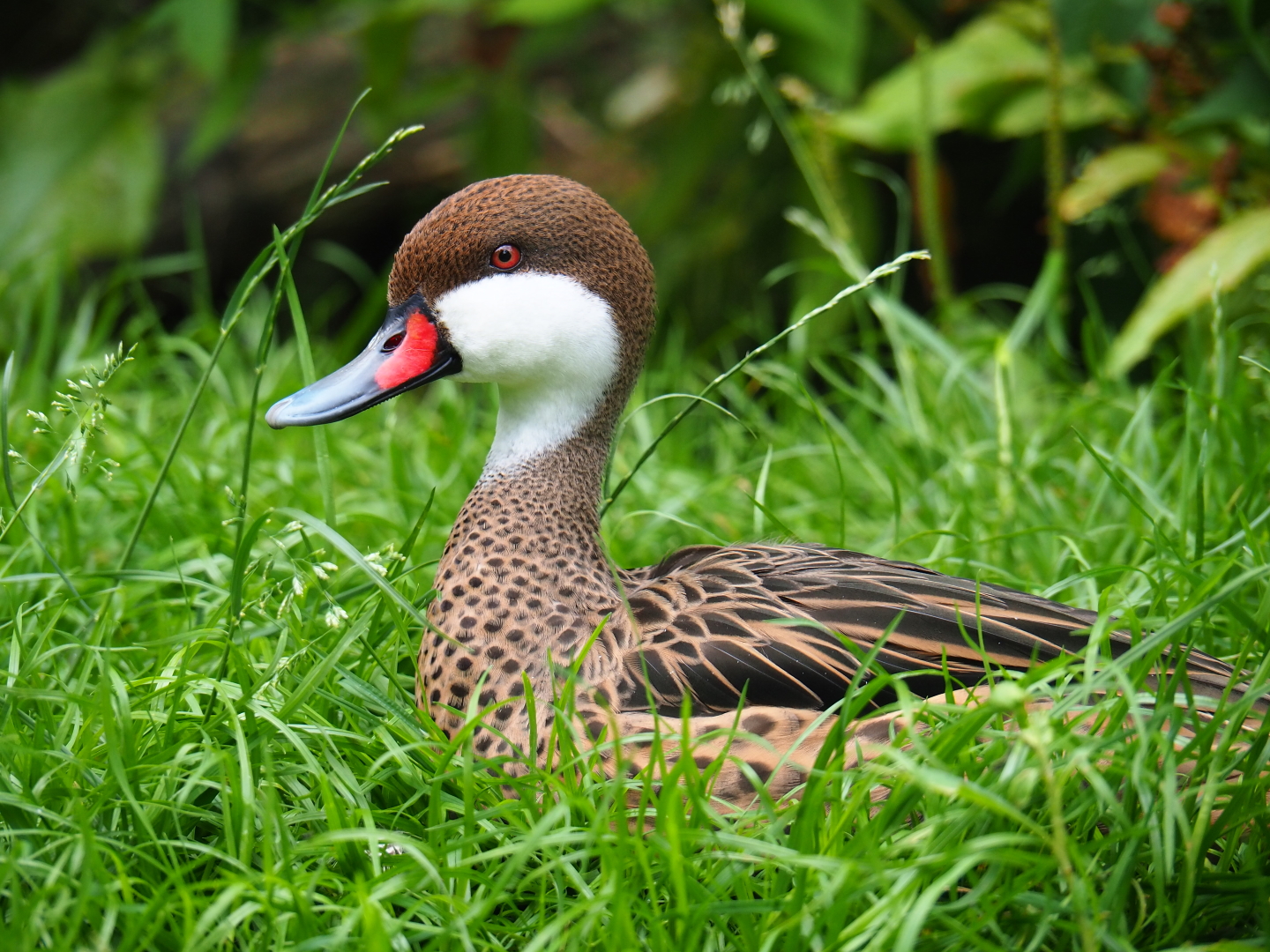 White-cheeked pintail (Anas bahamensis), 2019-07-21