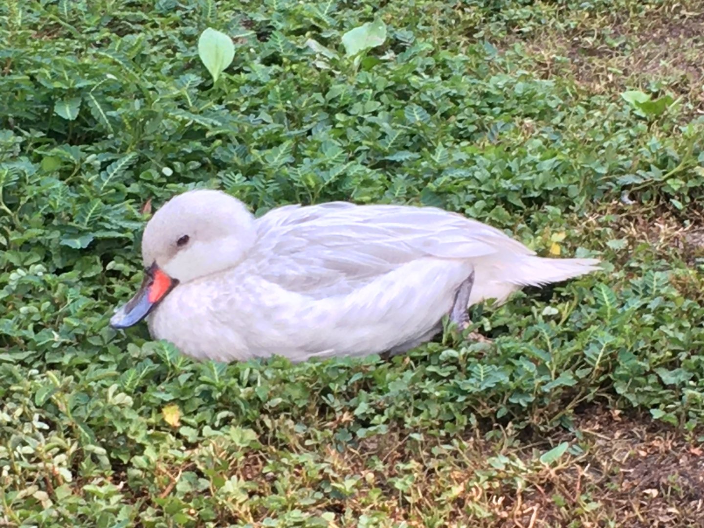 White-Cheeked Pintail (Anas bahamensis) silver form