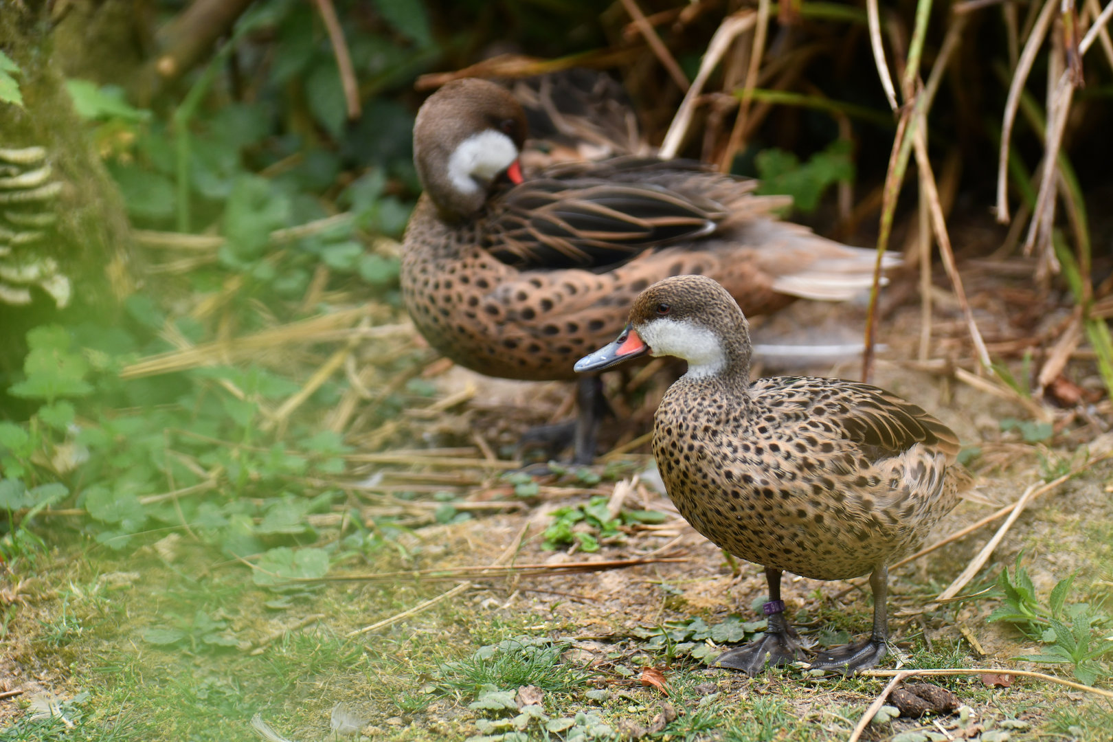 White-cheeked Pintail Anas bahamensis