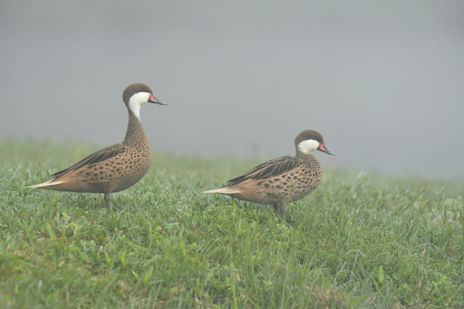 White-cheeked Pintail Anas bahamensis