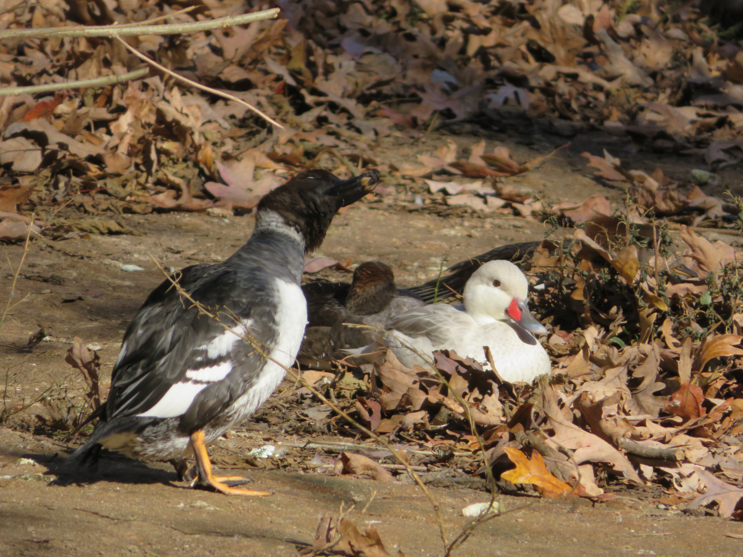 White-cheeked Pintail and Goldeneye