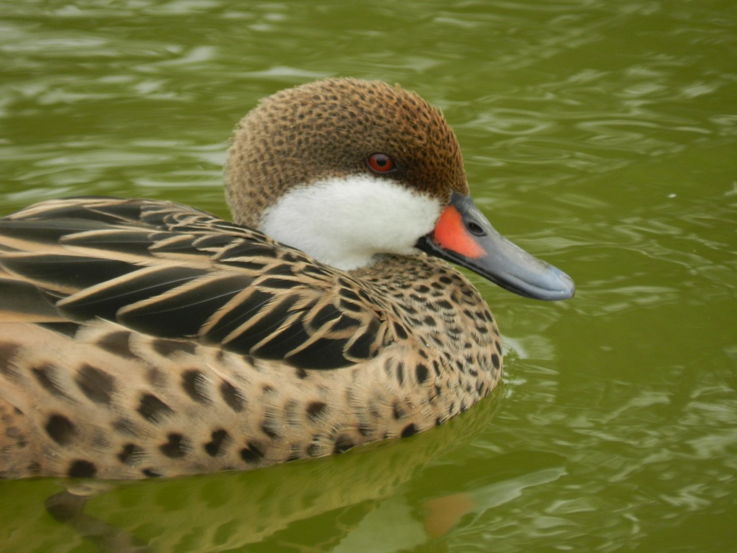 White-cheeked pintail - Parque Zoológico Huachipa