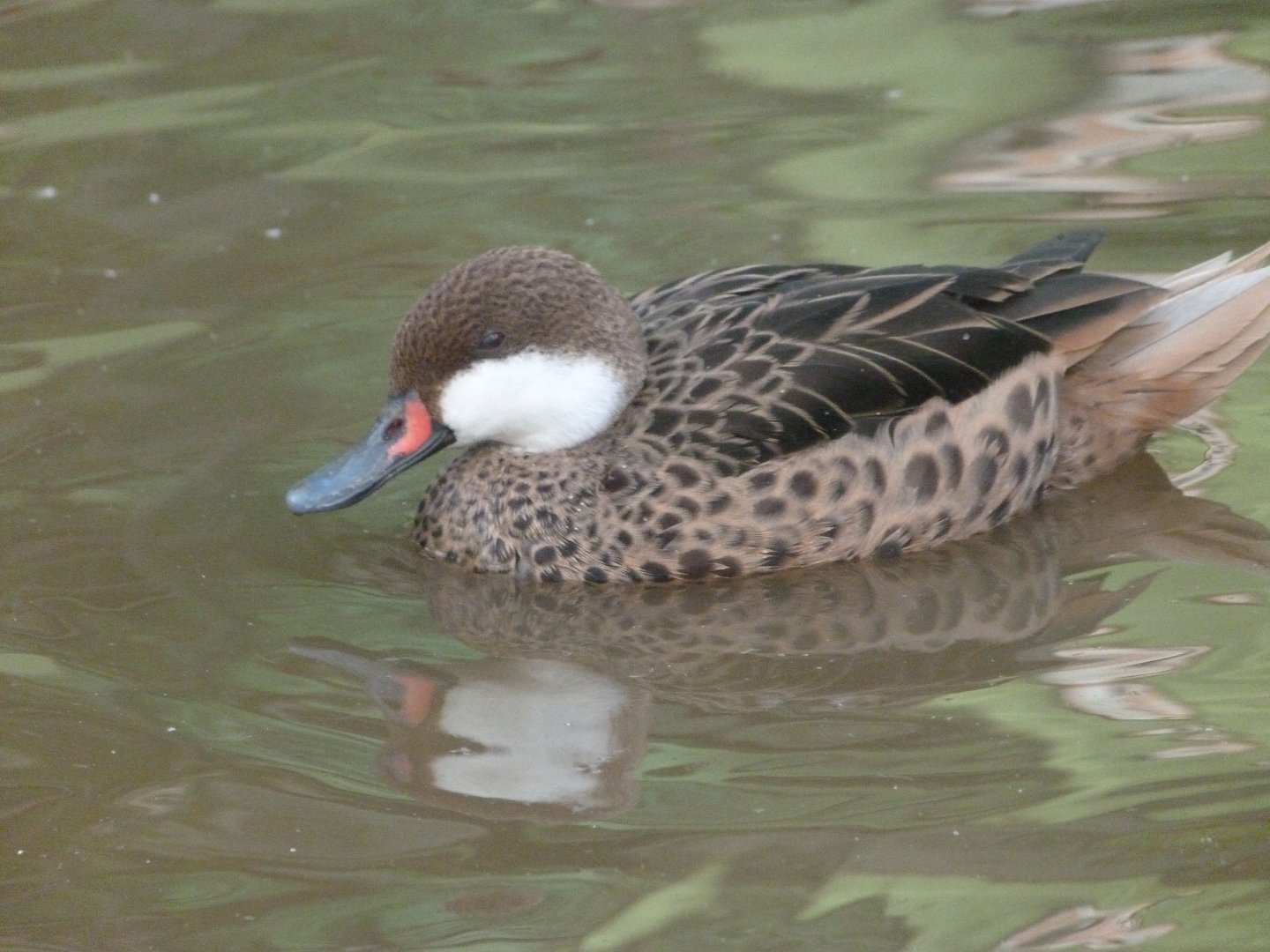 White-cheeked pintail -Zoo de Santillana del Mar (2024)
