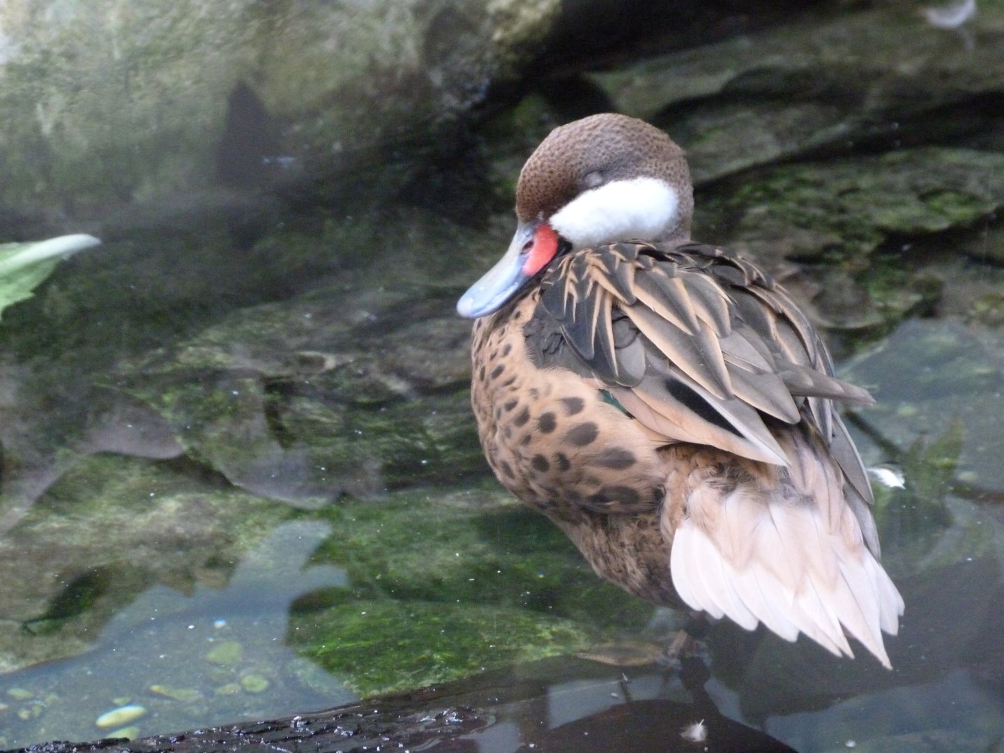 White-cheeked pintail -Zoo Praha (2025)