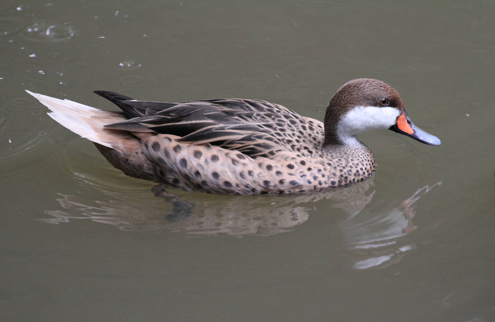 White-cheeked Pintail