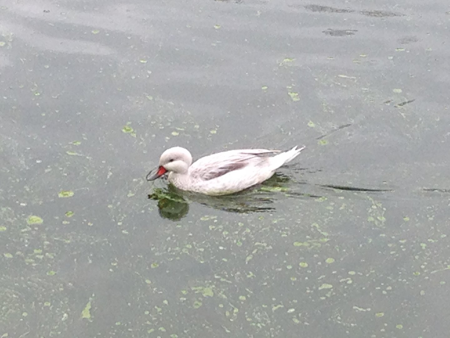 White-Cheeked Pintail