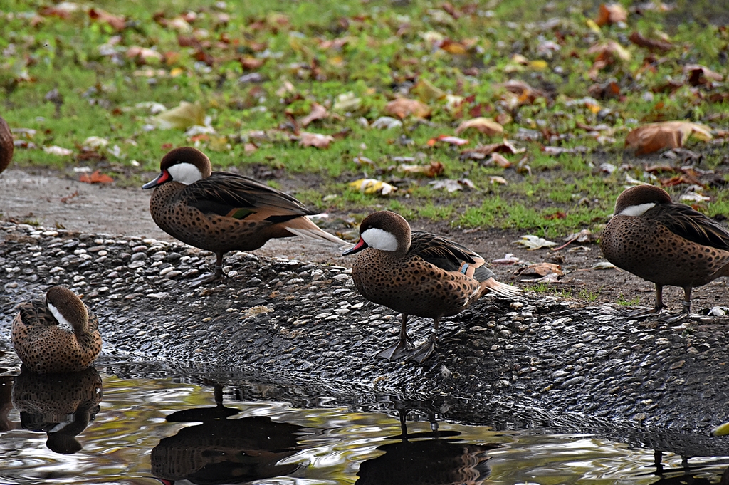 White-cheeked pintail