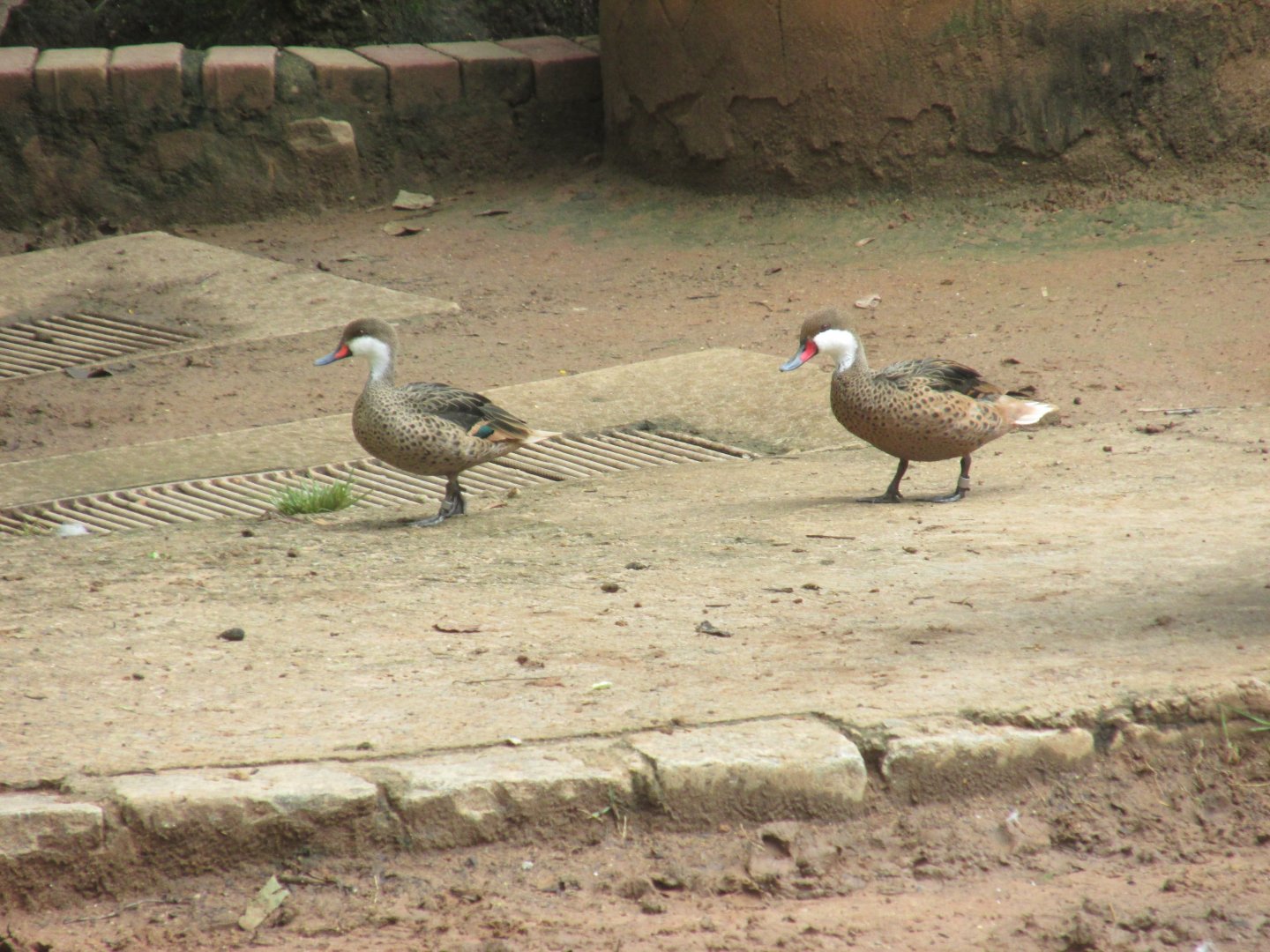 white cheeked pintail