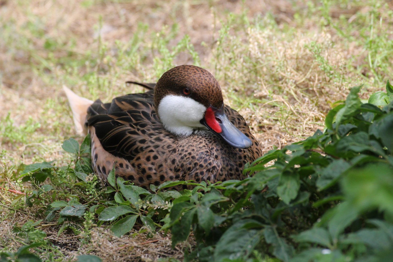 White-cheeked Pintail