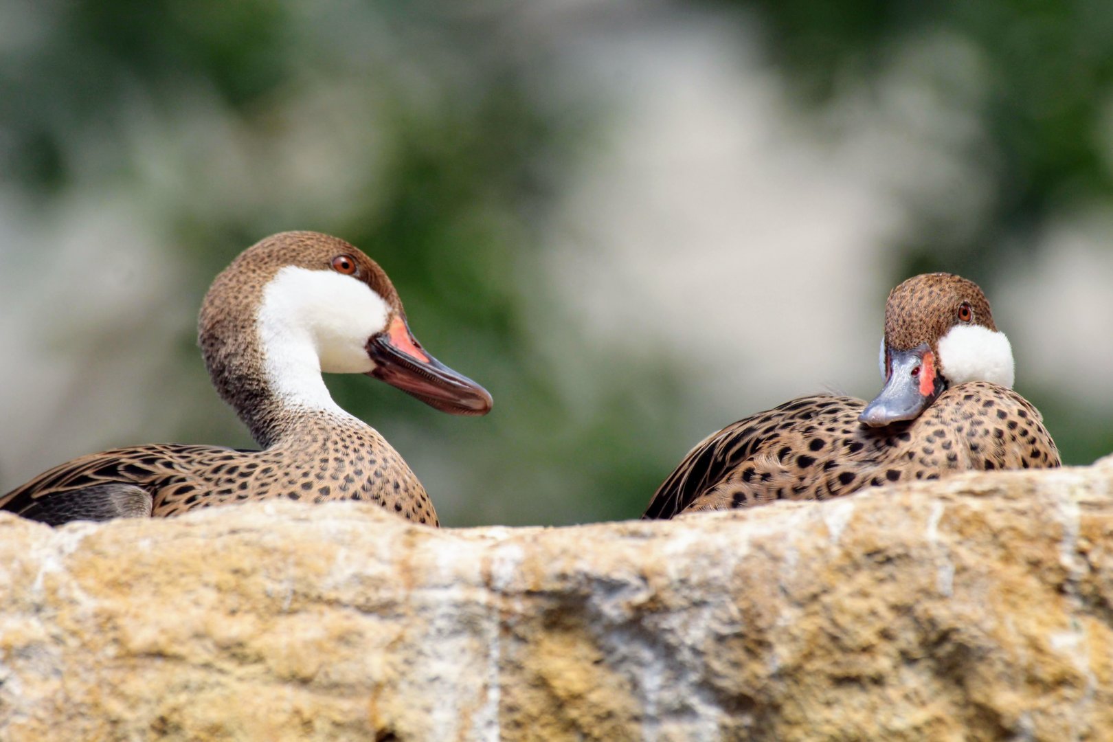 White-cheeked Pintail
