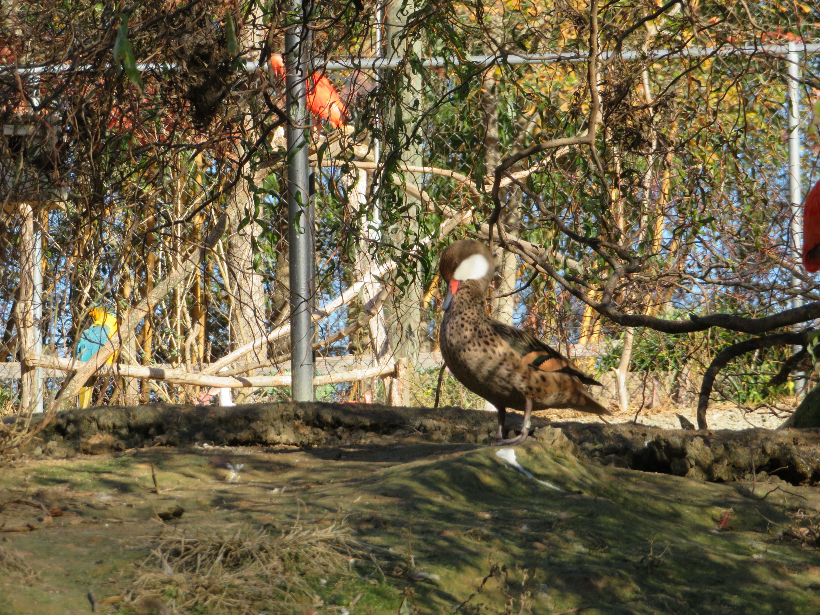 White-cheeked Pintail