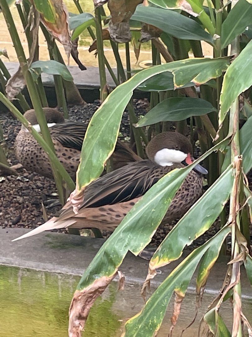 White-cheeked Pintail