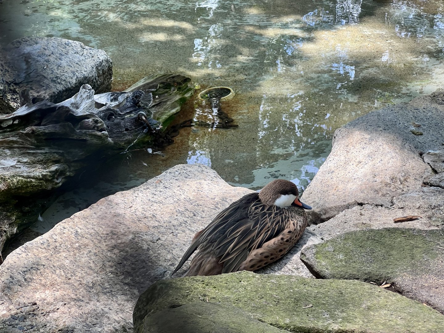 White-cheeked Pintail
