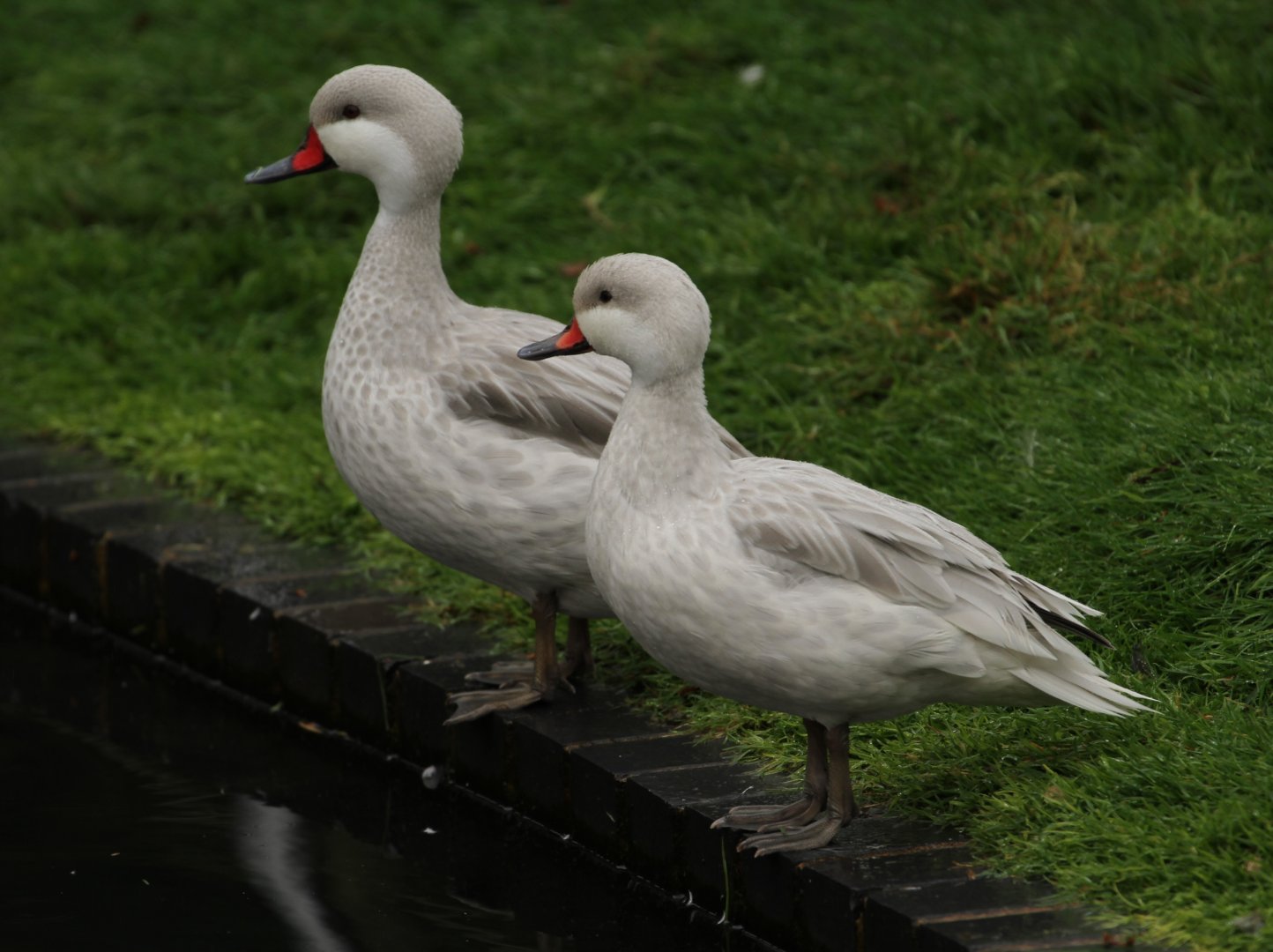 White-cheeked Pintail