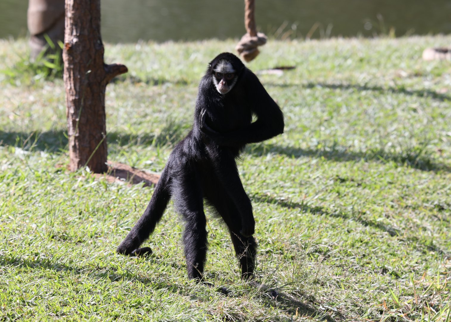white-cheeked spider monkey (Ateles marginatus) with attitude
