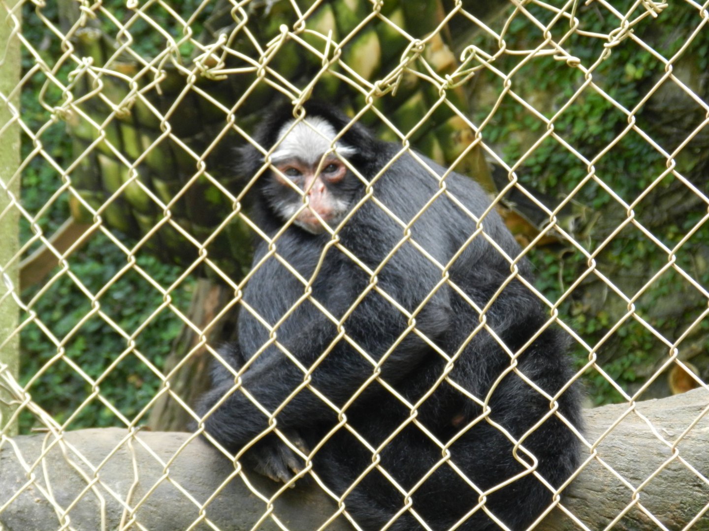 White-cheeked spider-monkey - Salvador zoo (PZGV)