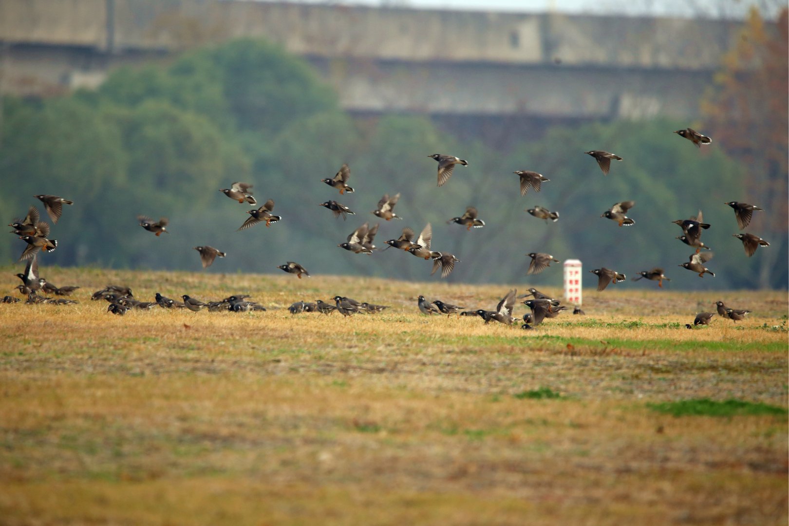 White-cheeked Starling (Spodiopsar cineraceus)