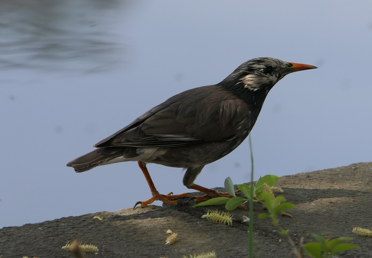 White-cheeked Starling (Spodiopsar cineraceus)