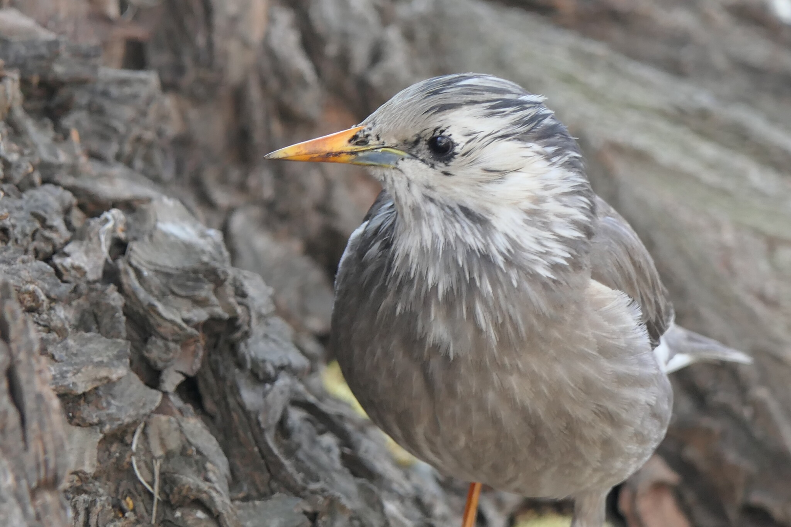 White-cheeked Starling (Spodiopsar cineraceus)
