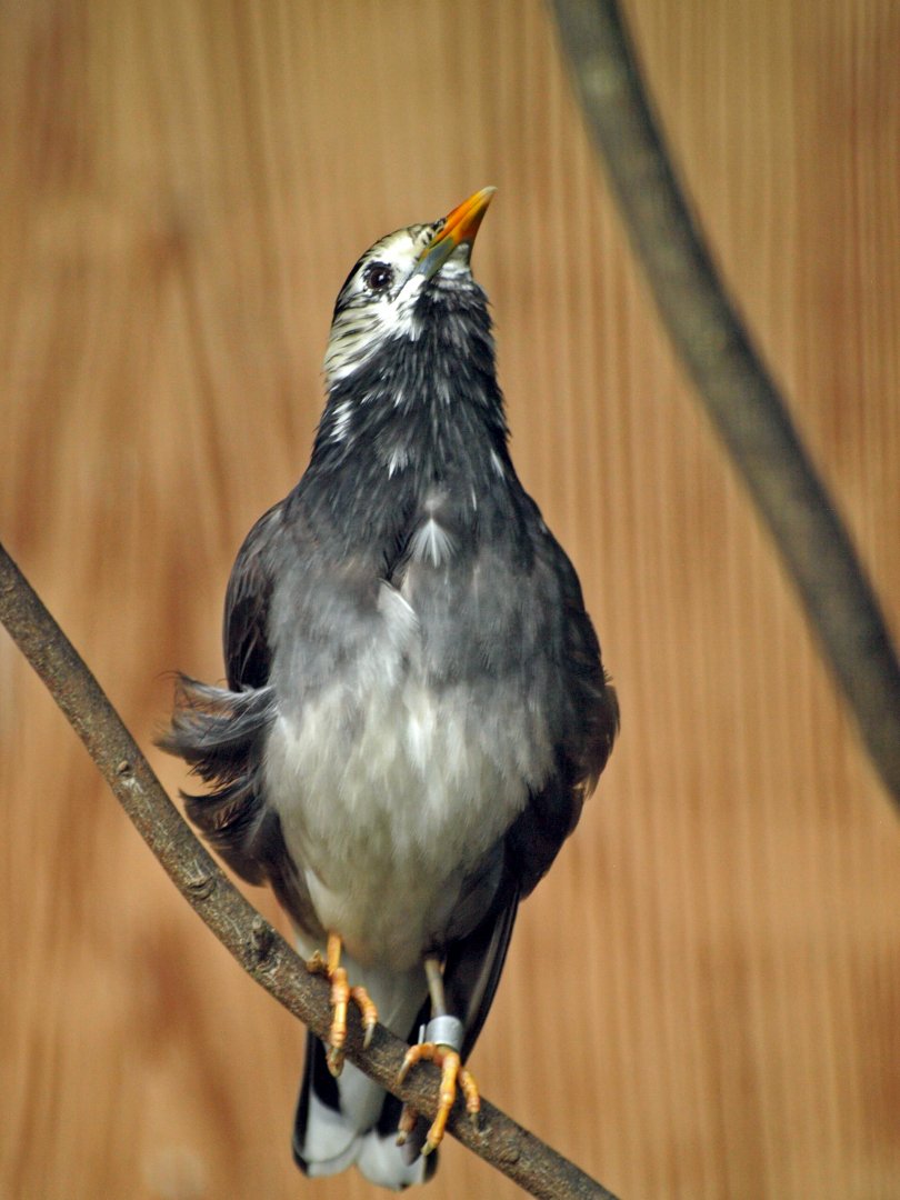 White-cheeked starling