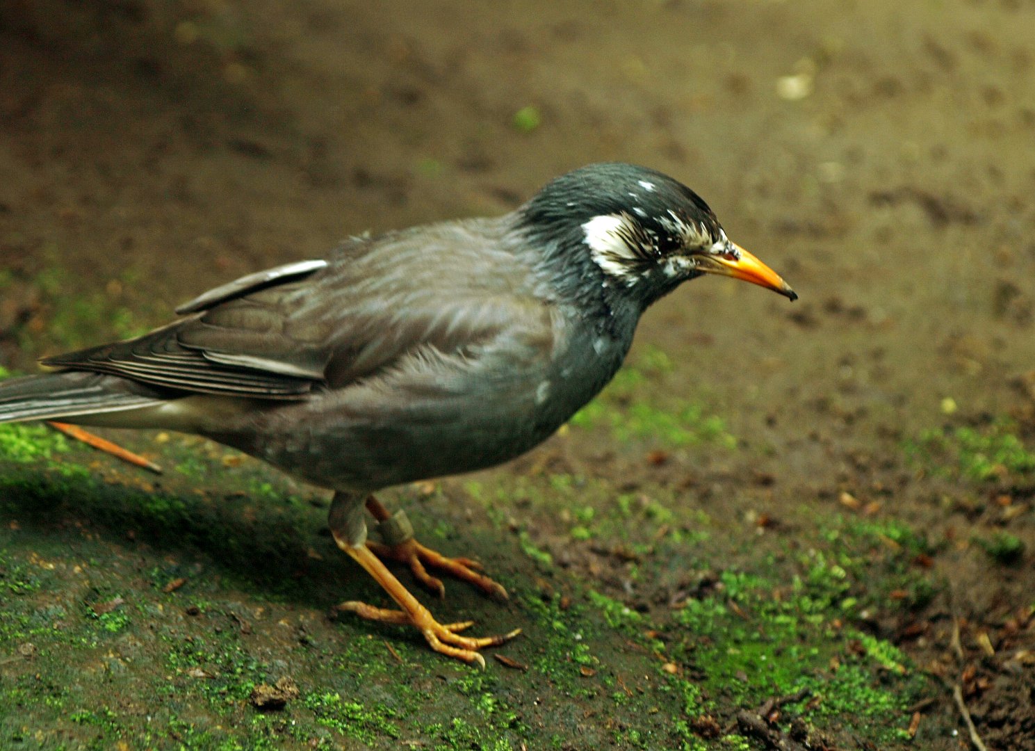 White-cheeked starling
