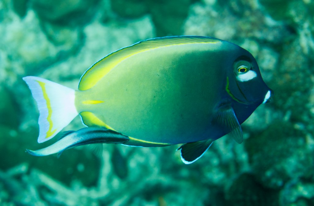 White-cheeked Surgeonfish being cleaned by Bicolor Cleaner