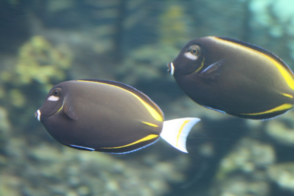 White-cheeked Surgeonfish