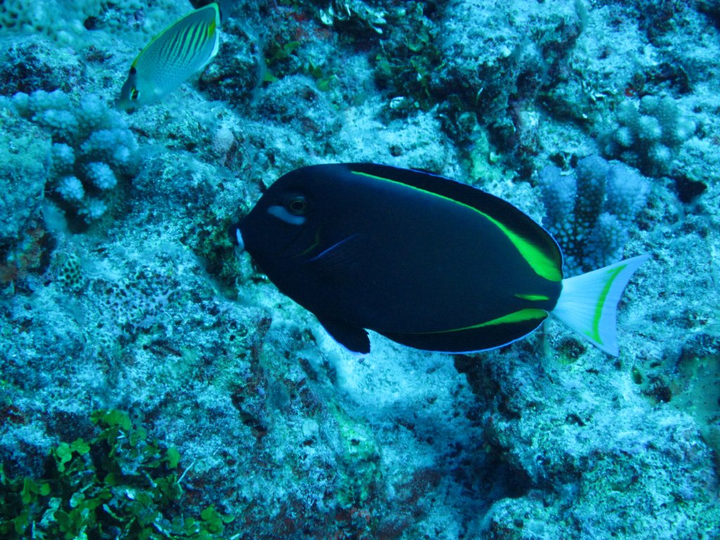 White-cheeked Surgeonfish