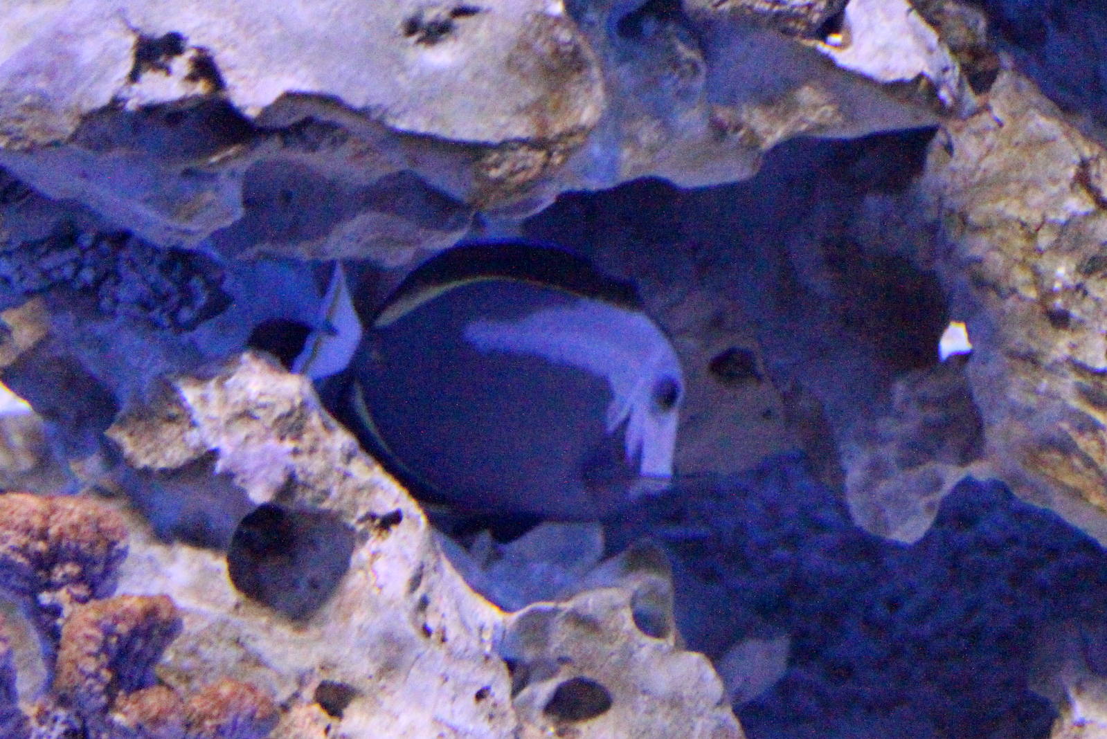 White-cheeked Surgeonfish
