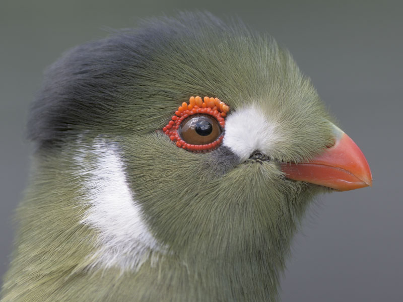 White cheeked tauraco