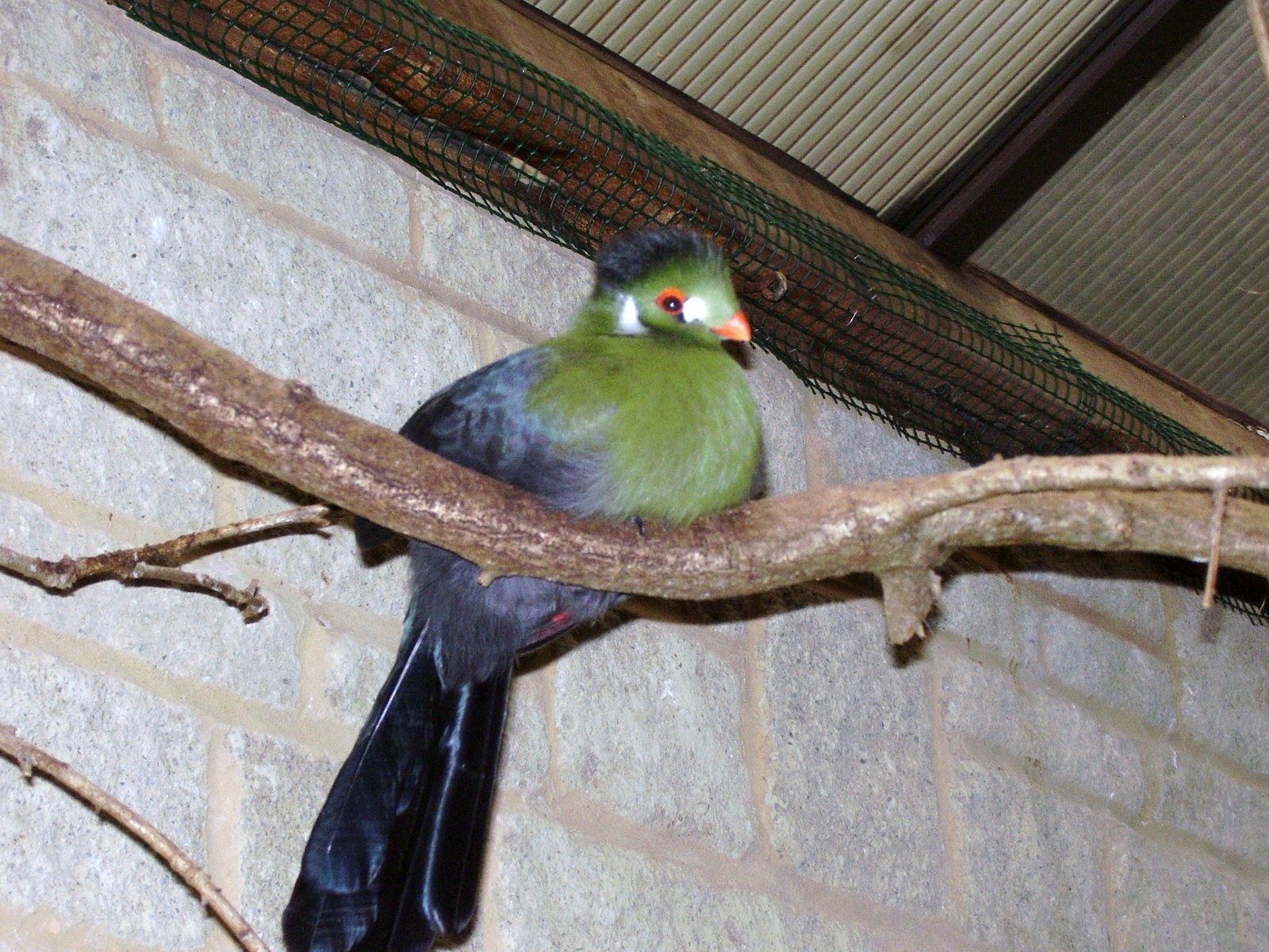 White-cheeked touraco - 2006