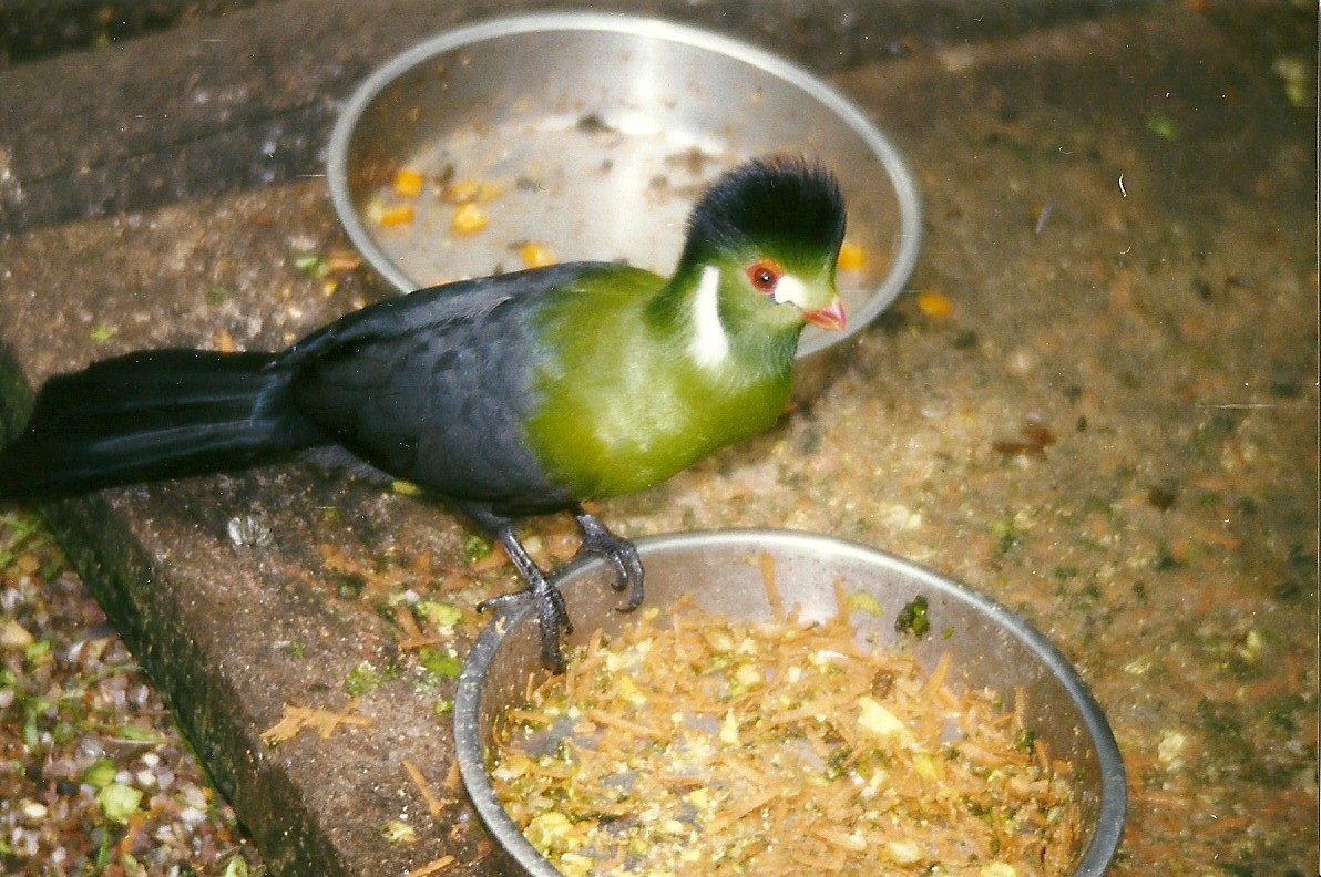 White-cheeked Touraco 5th April 1998