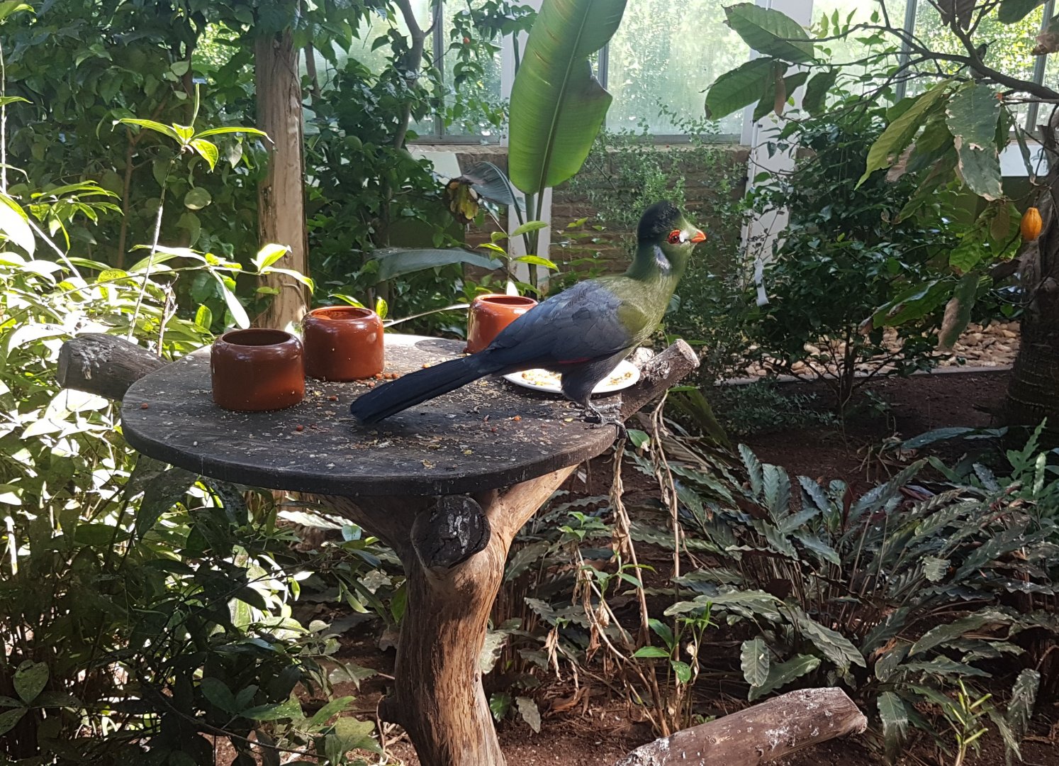 White-cheeked touraco at feeding-table