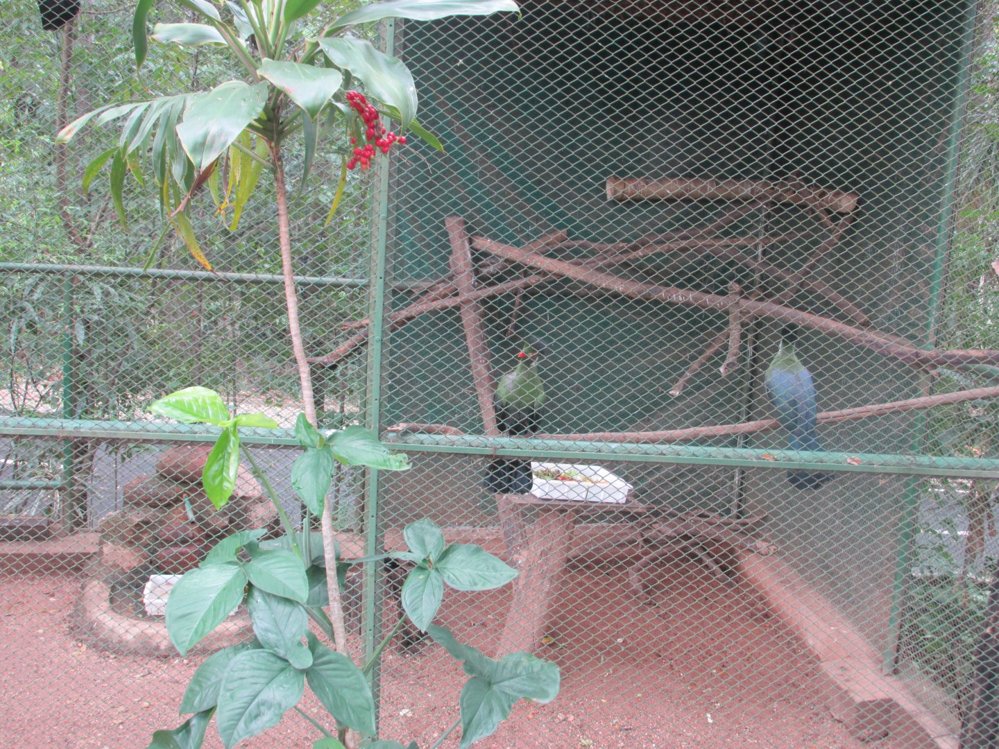 white cheeked touraco aviary