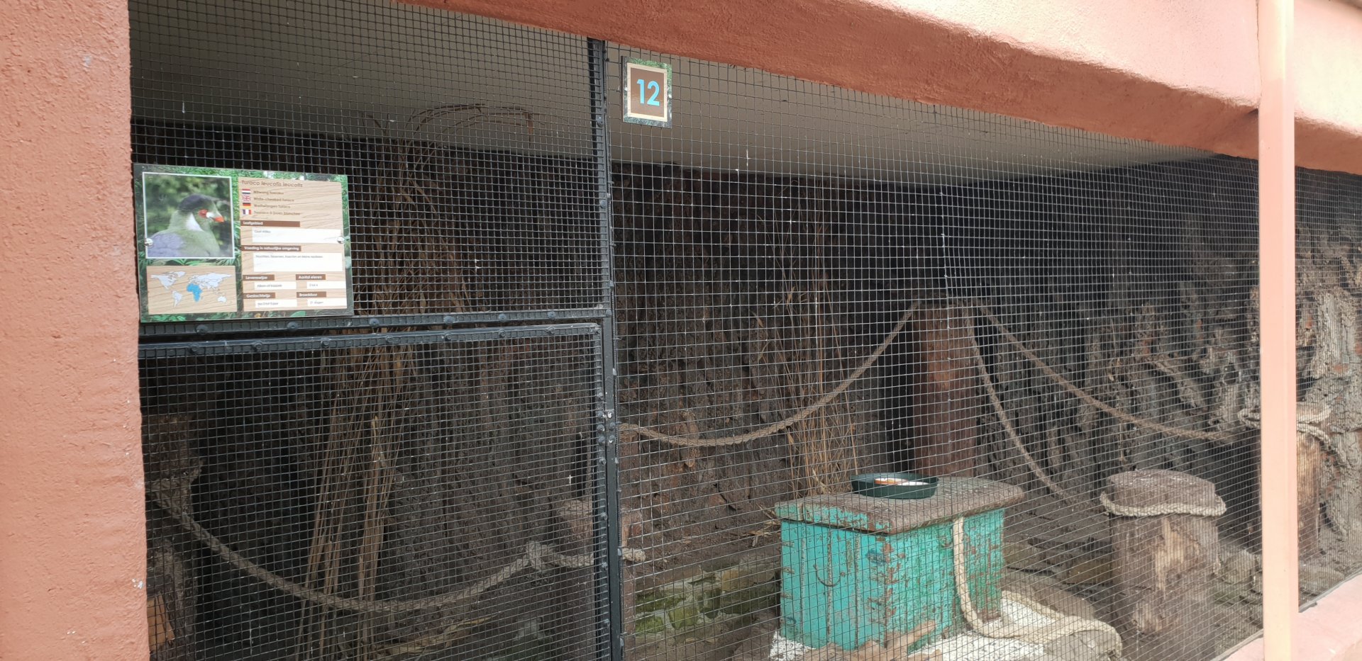 White-cheeked touraco-aviary
