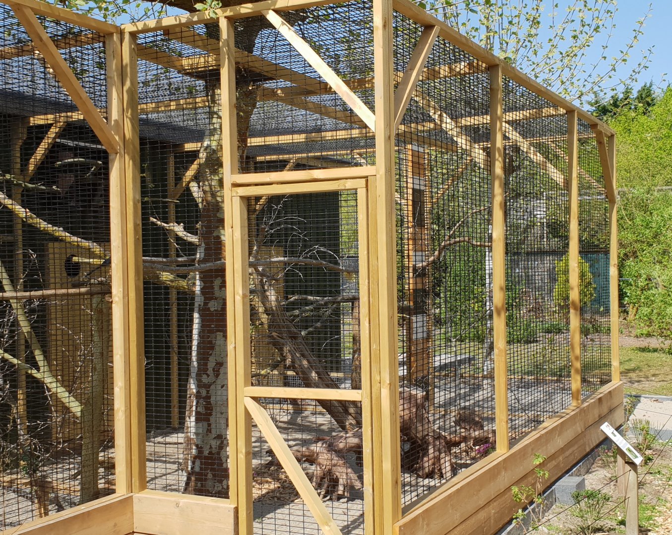 White-cheeked touraco-aviary