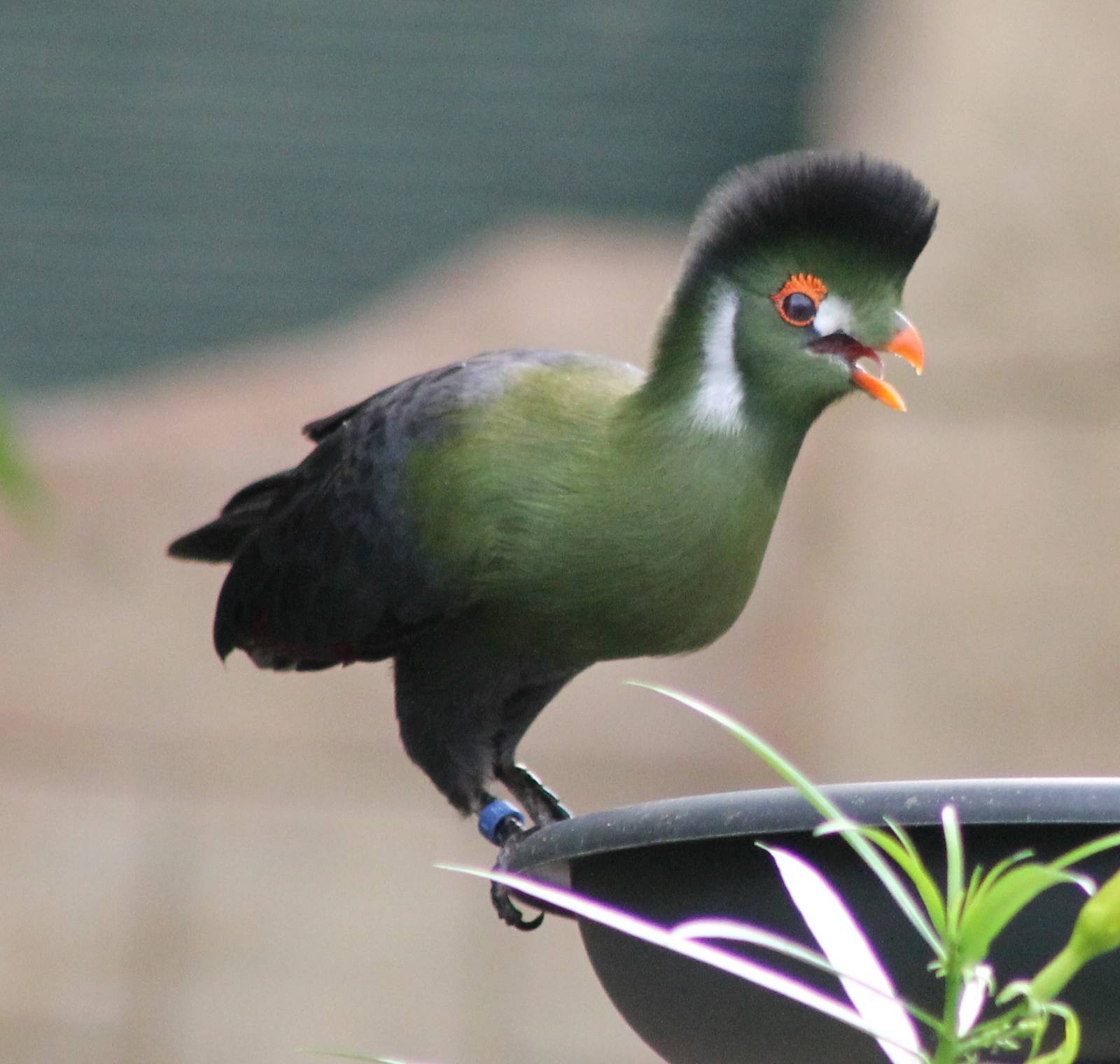 White-cheeked touraco