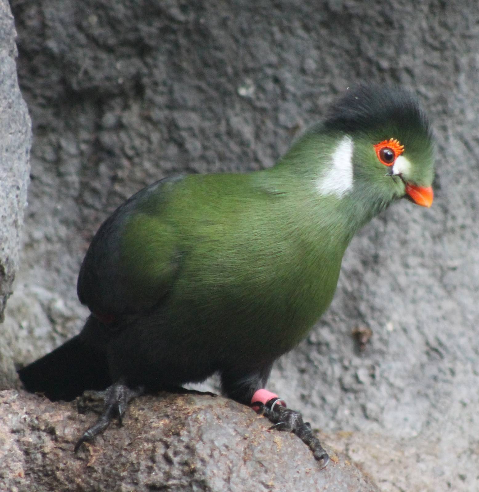 White-cheeked touraco