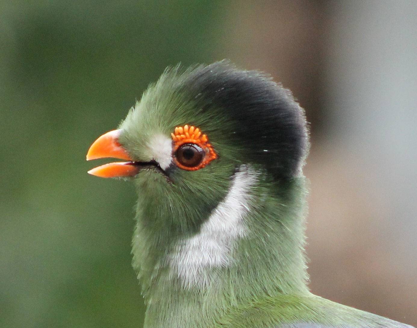 White-cheeked touraco