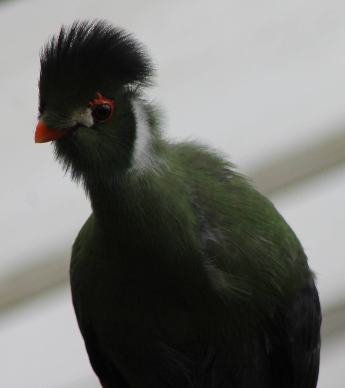 White-cheeked touraco