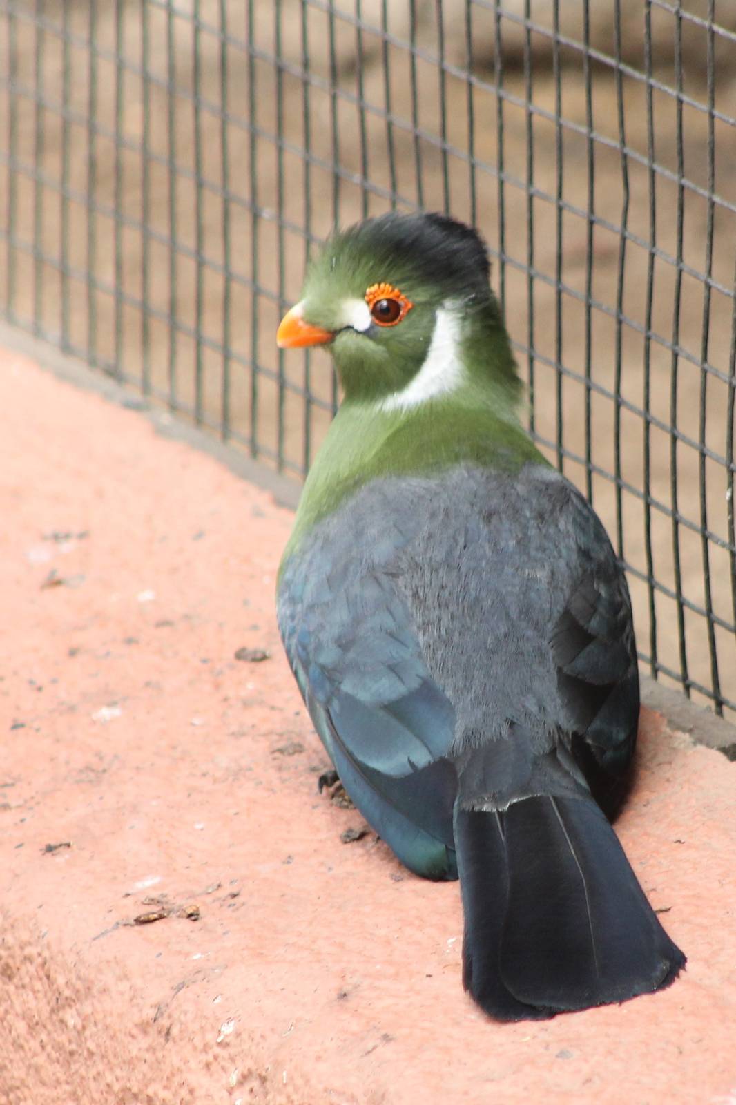 White-cheeked touraco
