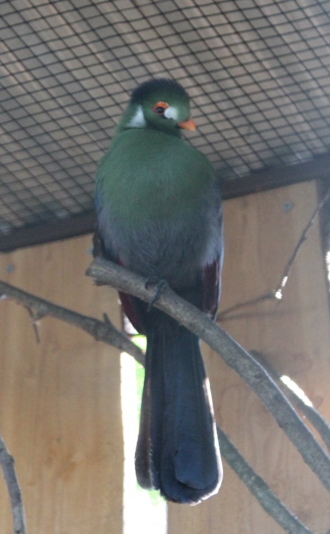 White-cheeked touraco