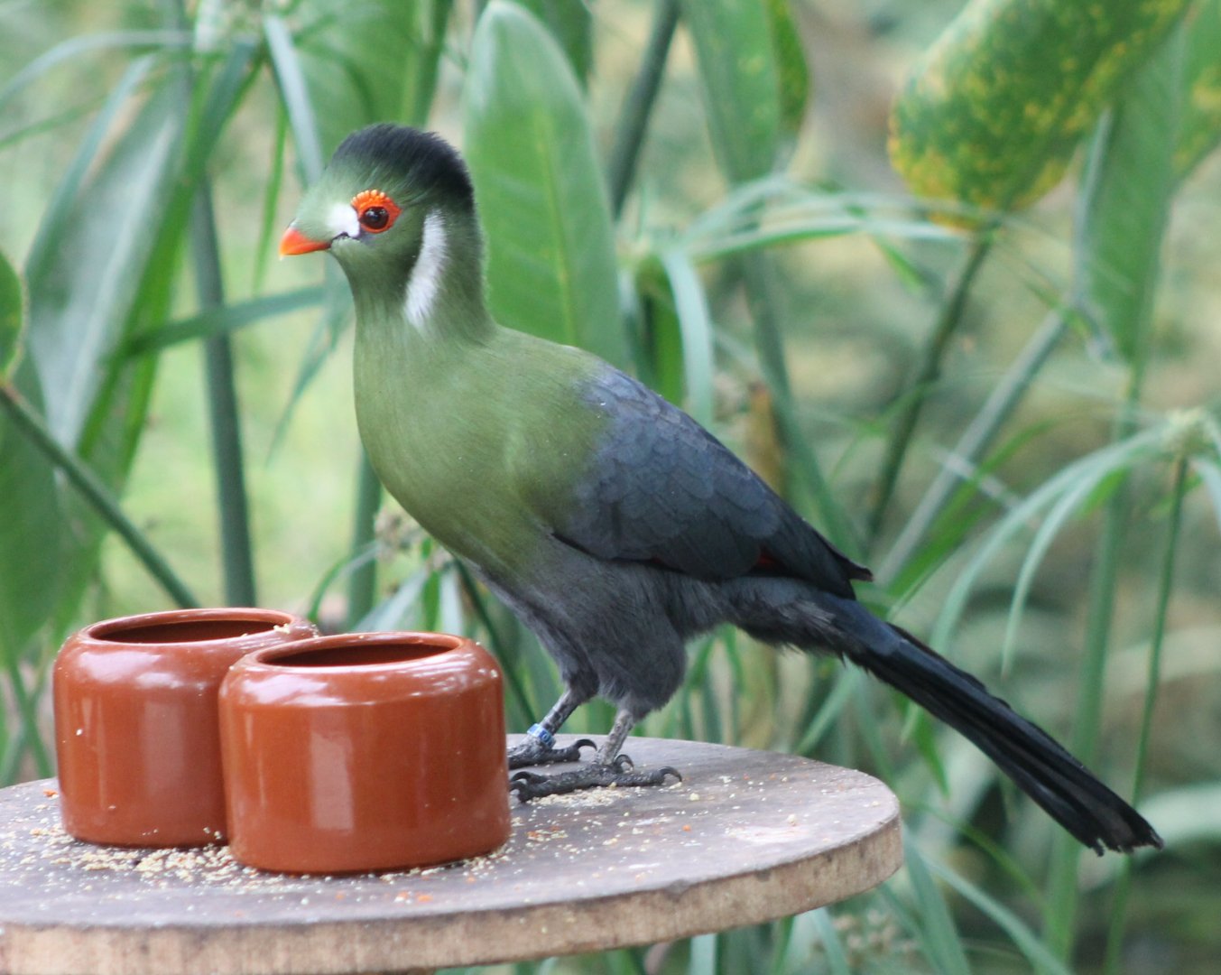 White-cheeked touraco
