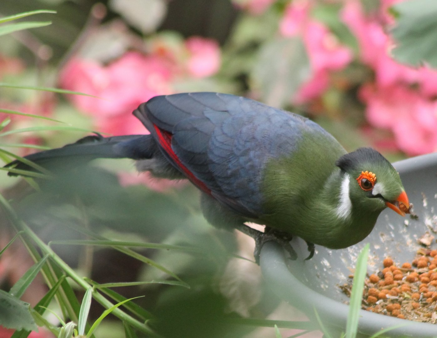 White-cheeked Touraco