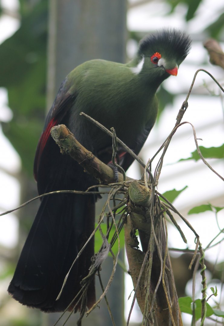 White-cheeked touraco