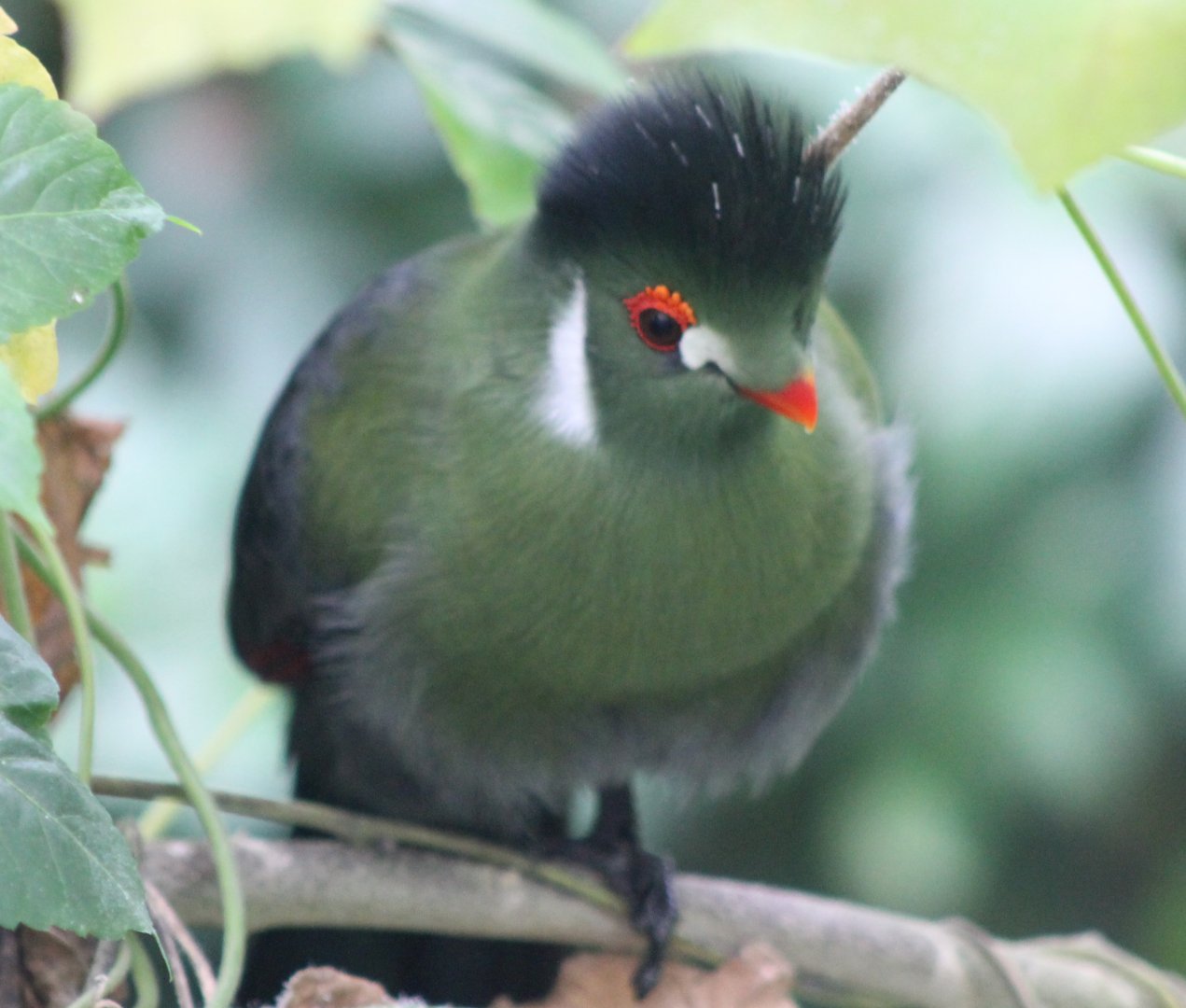 White-cheeked touraco