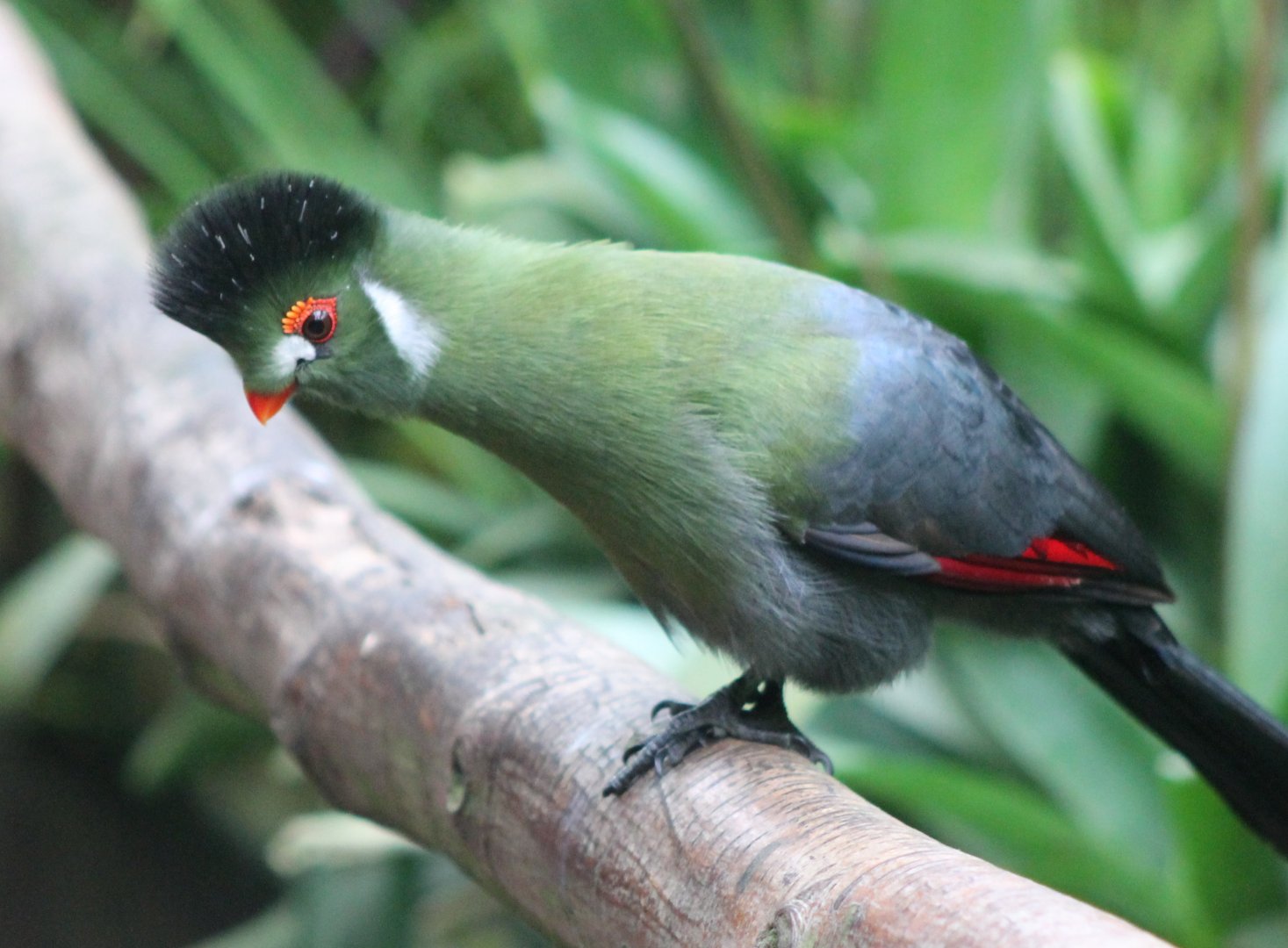 White-cheeked touraco