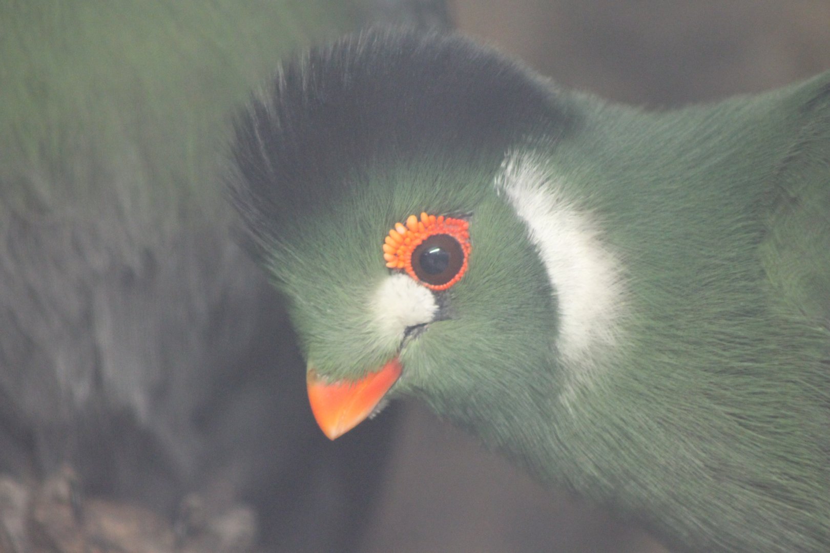 White-cheeked touraco