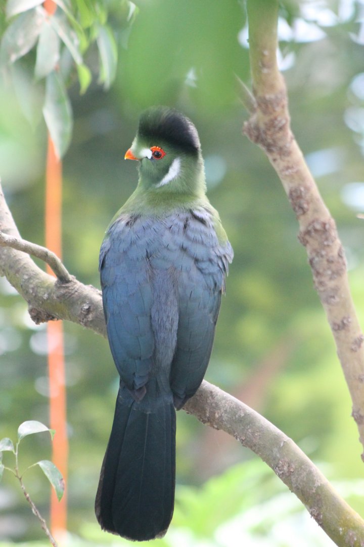 White-cheeked touraco